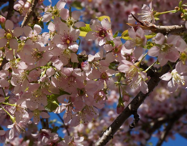 冬の桜_e0021129_105338.jpg