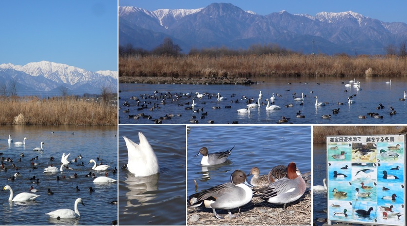 犀川遊水池　白鳥飛来地_a0212730_19191198.jpg