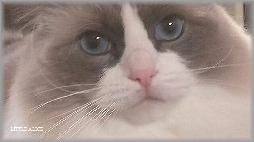 モテモテきらりん。☆キラキラ。_c0080132_1521301.jpg