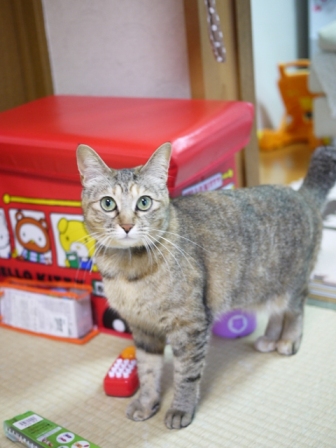 猫のお友だち うたちゃんマチルダちゃん編。_a0143140_17495491.jpg