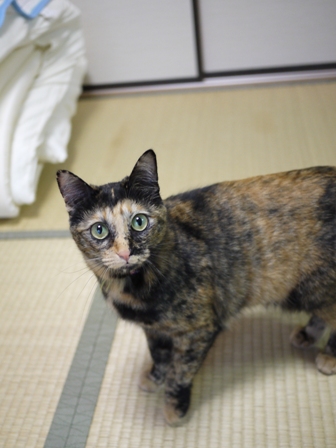 猫のお友だち うたちゃんマチルダちゃん編。_a0143140_17504742.jpg