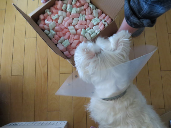 飼い主にもプレゼント♫_b0107163_1502727.jpg