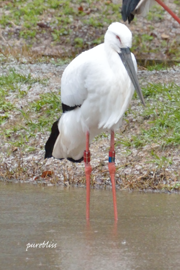 b0243873_15252517.png