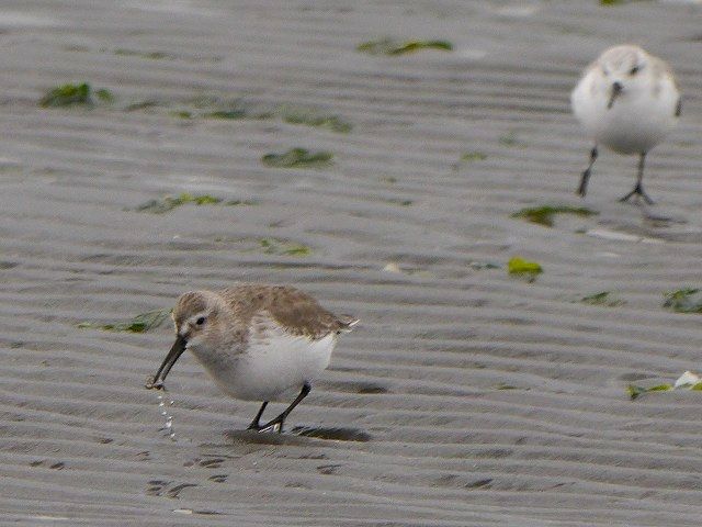 三番瀬の浜千鳥　ハマシギ_d0088184_2033416.jpg