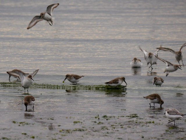 三番瀬の浜千鳥　ハマシギ_d0088184_21164450.jpg