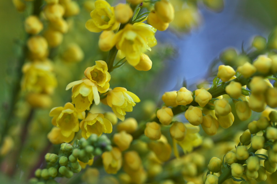 ヒイラギナンテン 柊南天 の花 四季彩