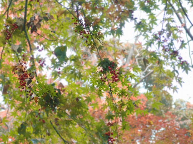 e0039703_22123456.jpg