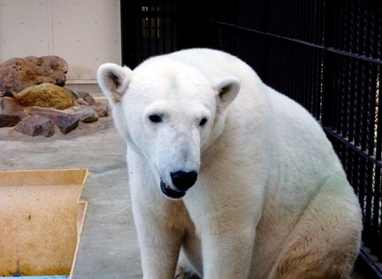 姫路市立動物園でホッキョクグマの赤ちゃん誕生するも三日後に死亡が判明_a0151913_21315029.jpg