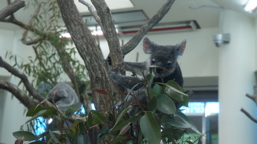 師走に癒しのアニマルズ＠埼玉こども動物自然公園_d0221319_13463054.jpg