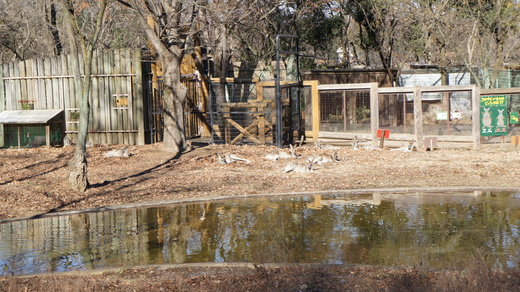 師走に癒しのアニマルズ＠埼玉こども動物自然公園_d0221319_18242210.jpg