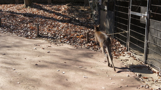 師走に癒しのアニマルズ＠埼玉こども動物自然公園_d0221319_19443620.jpg