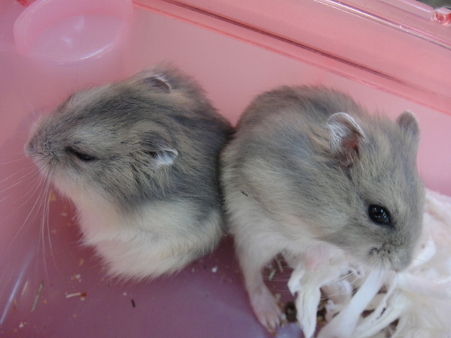 131227 ブルーデグー・ハムスター・インコ_f0189122_15594227.jpg