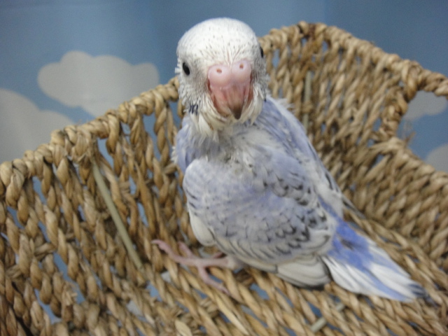 131227 ブルーデグー・ハムスター・インコ_f0189122_1602286.jpg