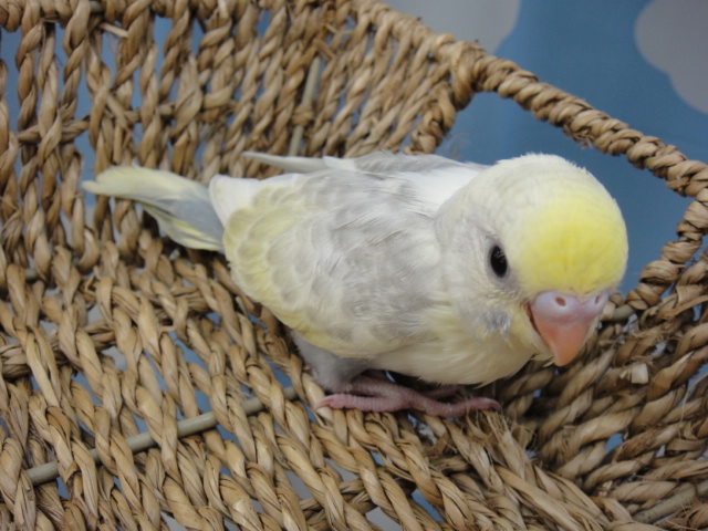 131227 ブルーデグー・ハムスター・インコ_f0189122_16095.jpg