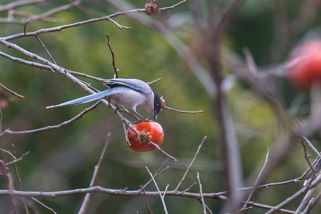 柿の実を食べに来たオナガ_f0044056_09100221.jpg