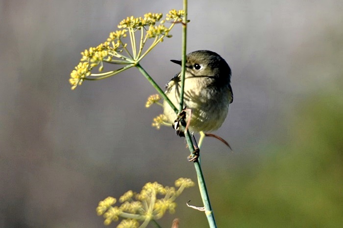 Ruby-crowned Kinglet & Fennel_a0126969_6415278.jpg