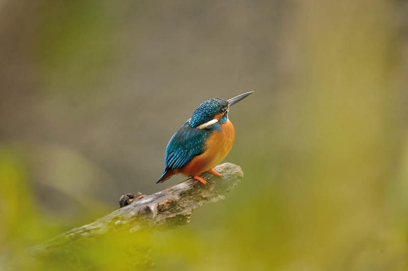 a0143491_21533896.jpg