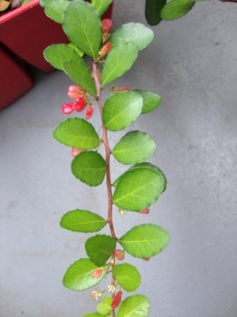 c0322794_191013100.jpg