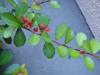 c0322794_1910261.jpg