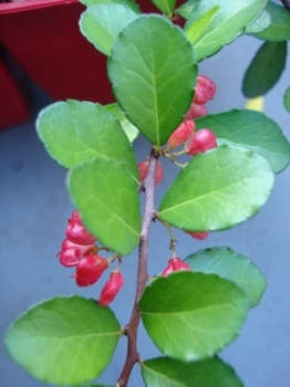 c0322794_19102630.jpg