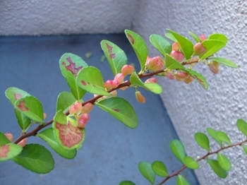 c0322794_19102686.jpg