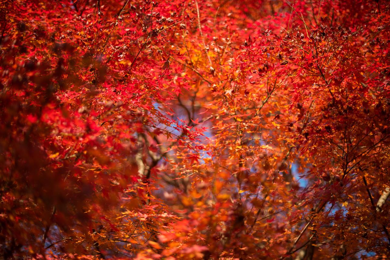 紅葉 4k Photo 紅葉 4k Photo