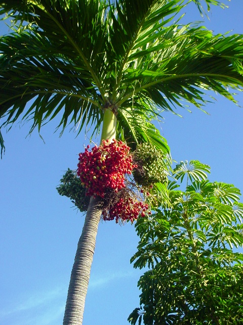 最近家の周りでパームツリーの熟した実が ハワイ食べ歩き 子育て フラ以外の普通の生活ブログ