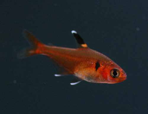 c0165800_201632.jpg