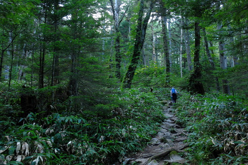 ２０１３山写真ベスト・山の道_e0304001_11464389.jpg