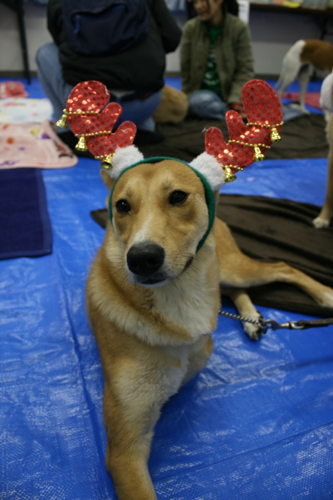 12/22 さいわい会館里親会_f0242002_1635995.jpg