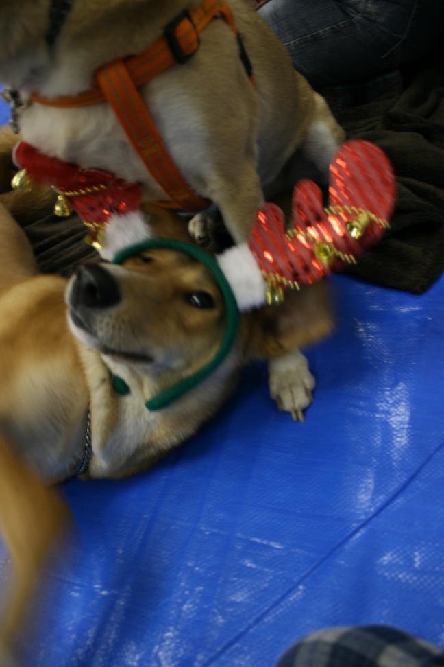 12/22 さいわい会館里親会_f0242002_1644524.jpg