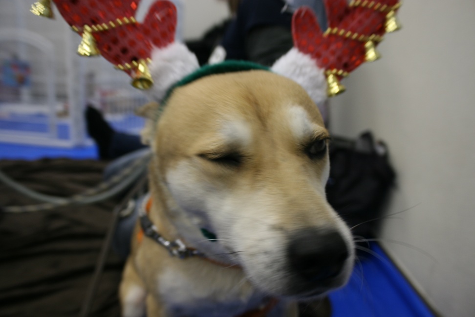 12/22 さいわい会館里親会_f0242002_1654449.jpg