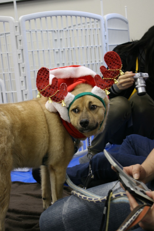 12/22 さいわい会館里親会_f0242002_16631100.jpg