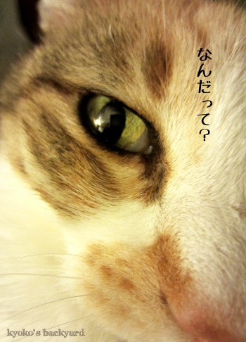 アクシデント_b0253205_3381817.jpg