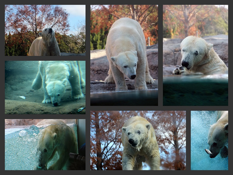 豊橋総合動植物公園のんほいパーク（２０１３．１２．８撮影）_a0208109_16104999.jpg