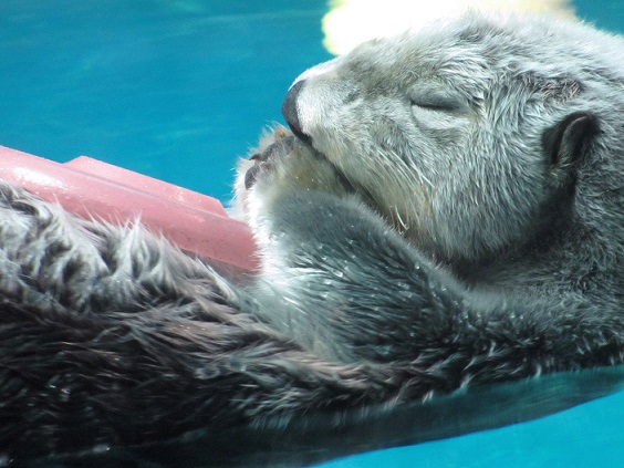 豊橋総合動植物公園のんほいパーク（２０１３．１２．８撮影）_a0208109_1611967.jpg