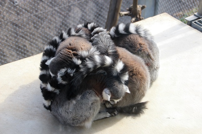 豊橋総合動植物公園のんほいパーク（２０１３．１２．８撮影）_a0208109_16303870.jpg