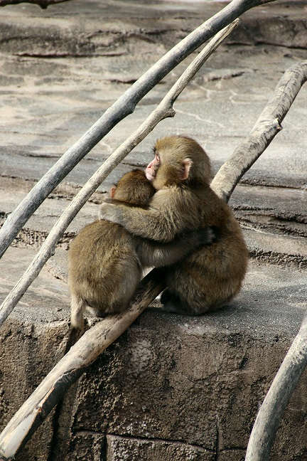 豊橋総合動植物公園のんほいパーク（２０１３．１２．８撮影）_a0208109_1631988.jpg