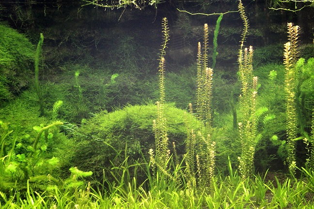 豊橋総合動植物公園のんほいパーク（２０１３．１２．８撮影）_a0208109_16343990.jpg