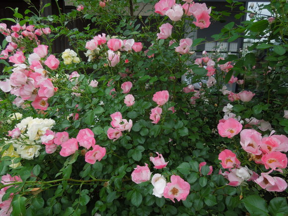 f0297809_0465414.jpg