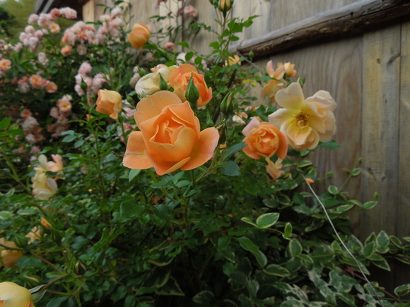 f0297809_046947.jpg