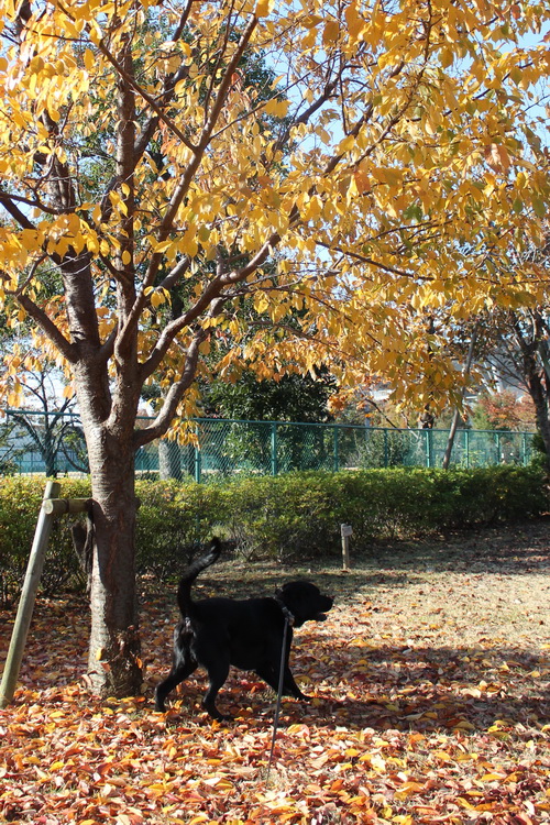 c0101713_15310668.jpg