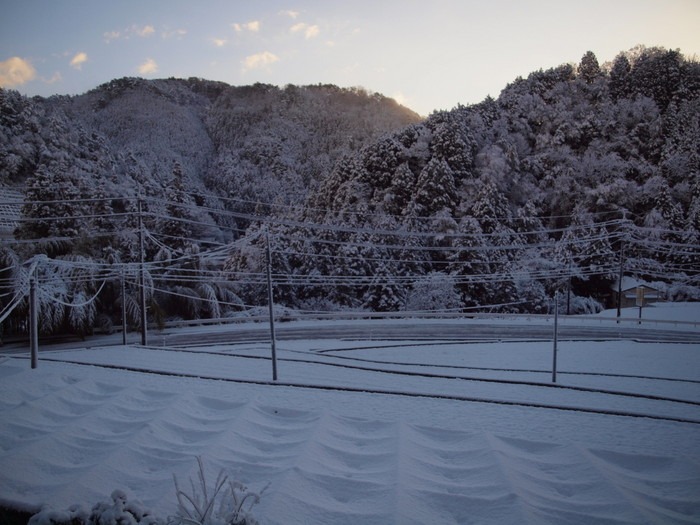 冷えた今朝_c0116915_2340137.jpg