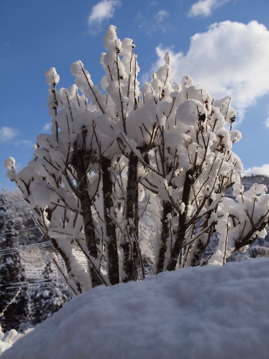 北東の雪景色＆庭など_c0116915_2357065.jpg