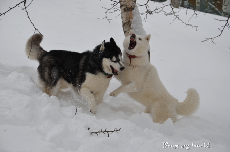 裏庭のランで雪遊び_f0282915_143660.jpg