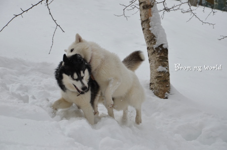 裏庭のランで雪遊び_f0282915_153511.jpg