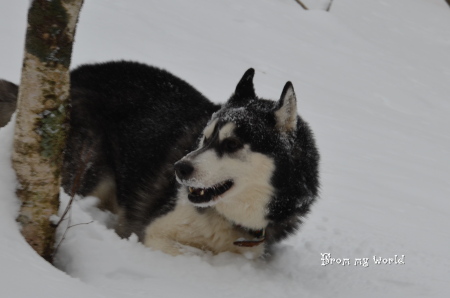 裏庭のランで雪遊び_f0282915_161877.jpg