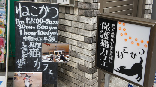 保護猫カフェ ねこかつ 小江戸 川越へ行ってきました ネコトバイク2 日本独走 保護猫カフェ ねこかつ 小江戸 川越へ行ってきました ネコトバイク2 日本独走