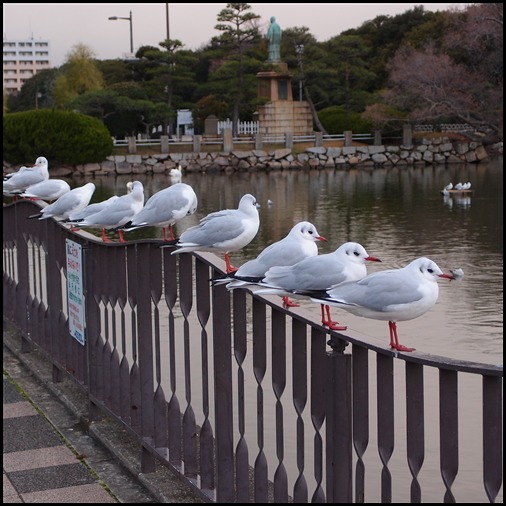 風と花の街             　　かもめの水兵さん_e0093336_16521072.jpg