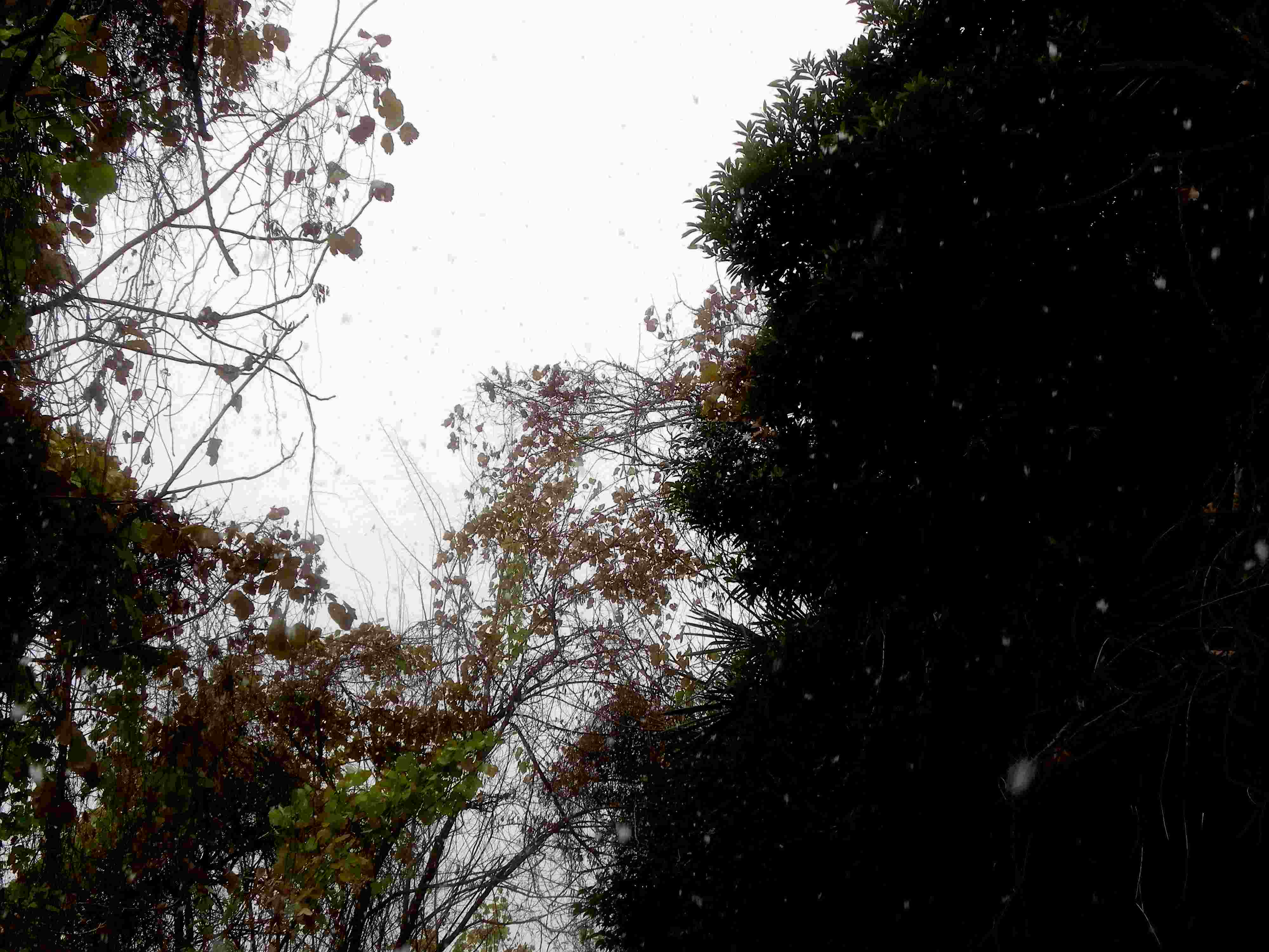 ムラサキツバメシジミ 初雪の中の越冬集団_d0254540_1037733.jpg